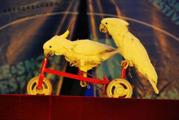 吴桥马戏团鹦鹉表演