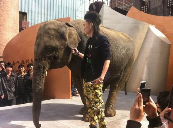 吴桥马戏团大象表演